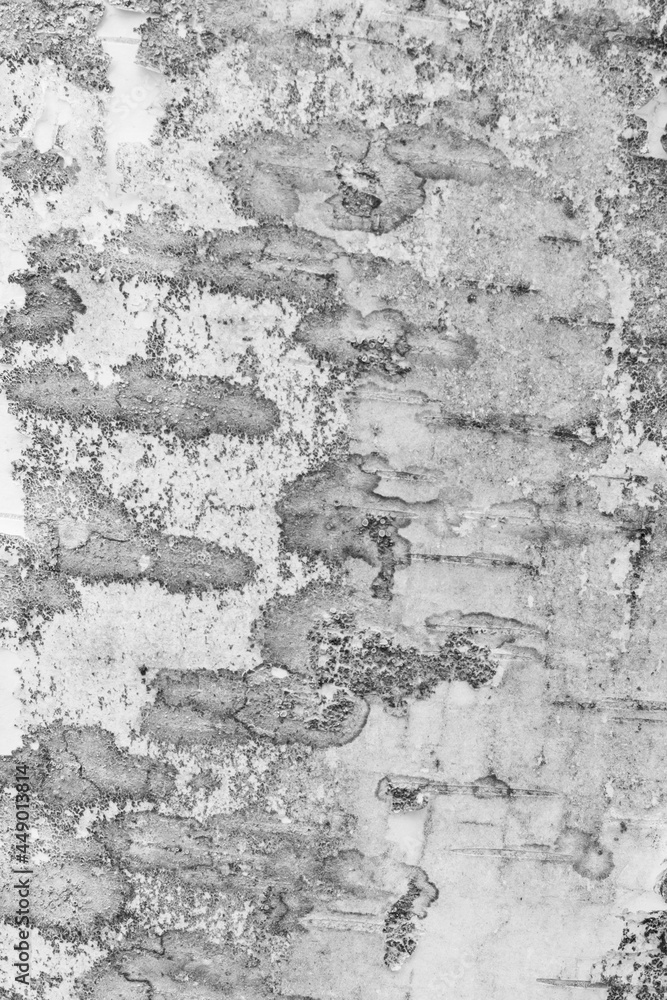 white birch bark with visible texture. background