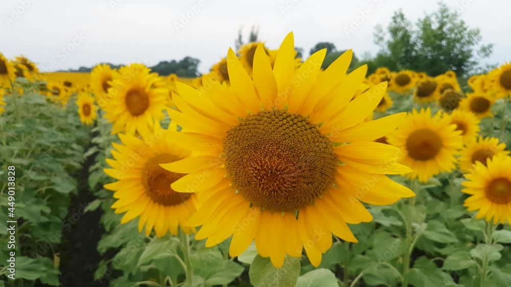 Blooming field of sunflowers against the background of the evening cloudy sky Blooming field of sunflowers against the background of the evening cloudy sky