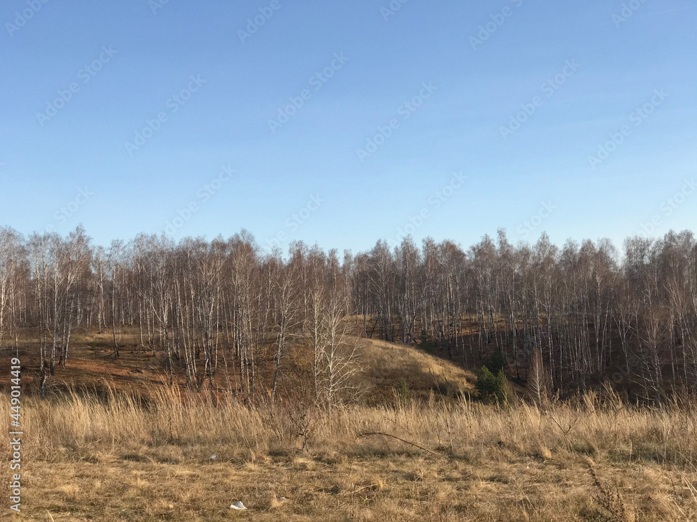 forest in the autumn