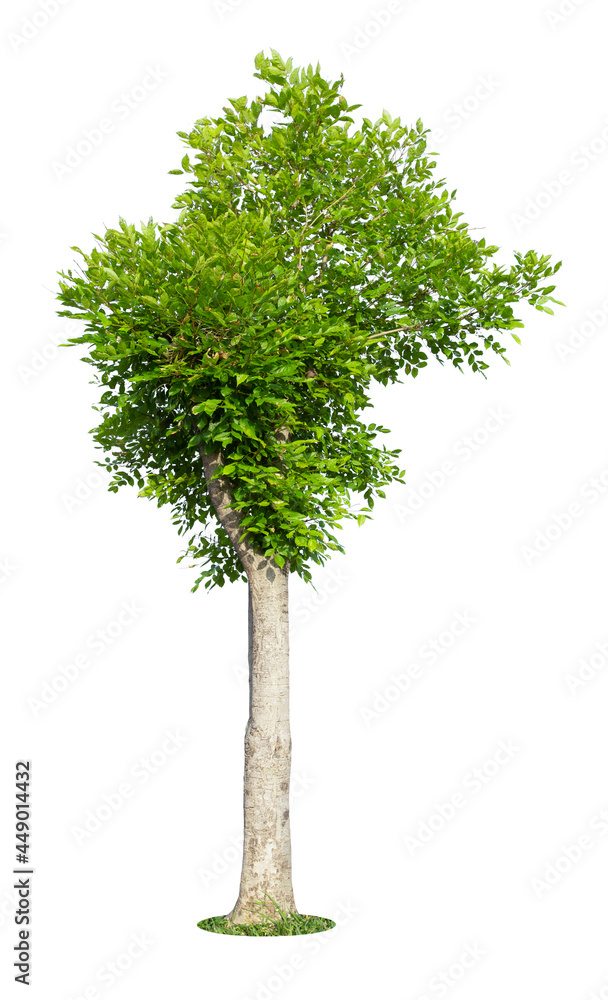 Fototapeta premium The freshness big green tree isolated on white.