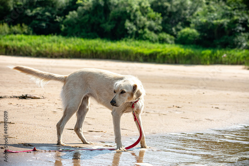 Perro en la playa con correa roja