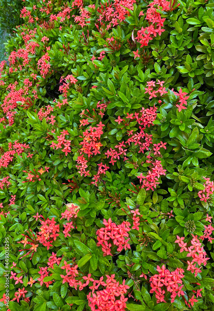 ixora chinensis lamk at garden , commonly known is Chinese ixora ,Indian Jasmine,