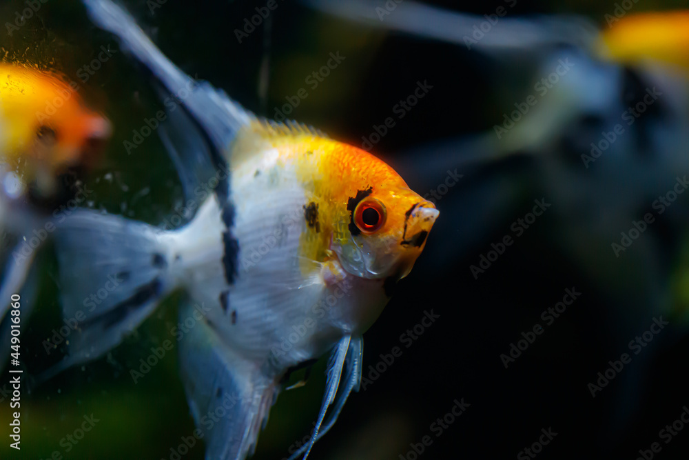 Skalar - Pterophyllum scalare, Koi fish swimming