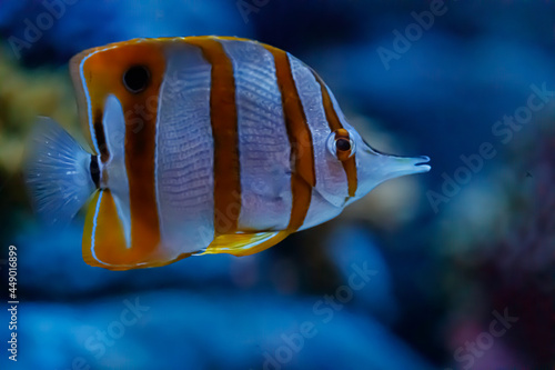 The copperband butterflyfish (Chelmon rostratus) swimming