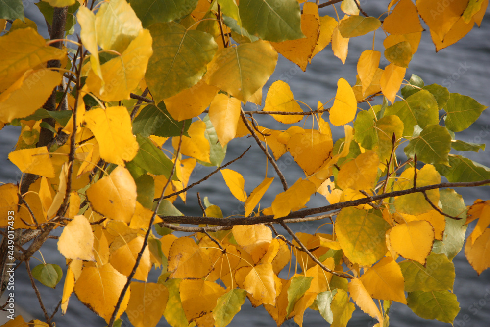 Obraz premium Feuilles dorées en automne