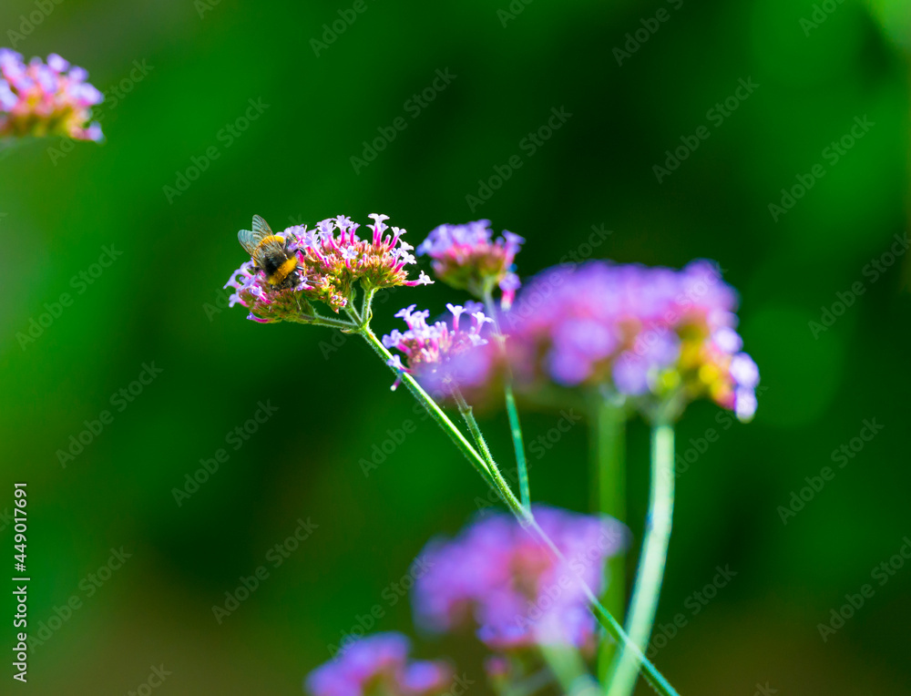 Colorful flowers and a bumblebee in a beautiful garden in bright sunlight in summer, Almere, Flevoland, The Netherlands, August, 2021 Colorful flowers and a bumblebee in a beautiful garden in bright sunlight in summer, Almere, Flevoland, The Netherlands, August, 2021