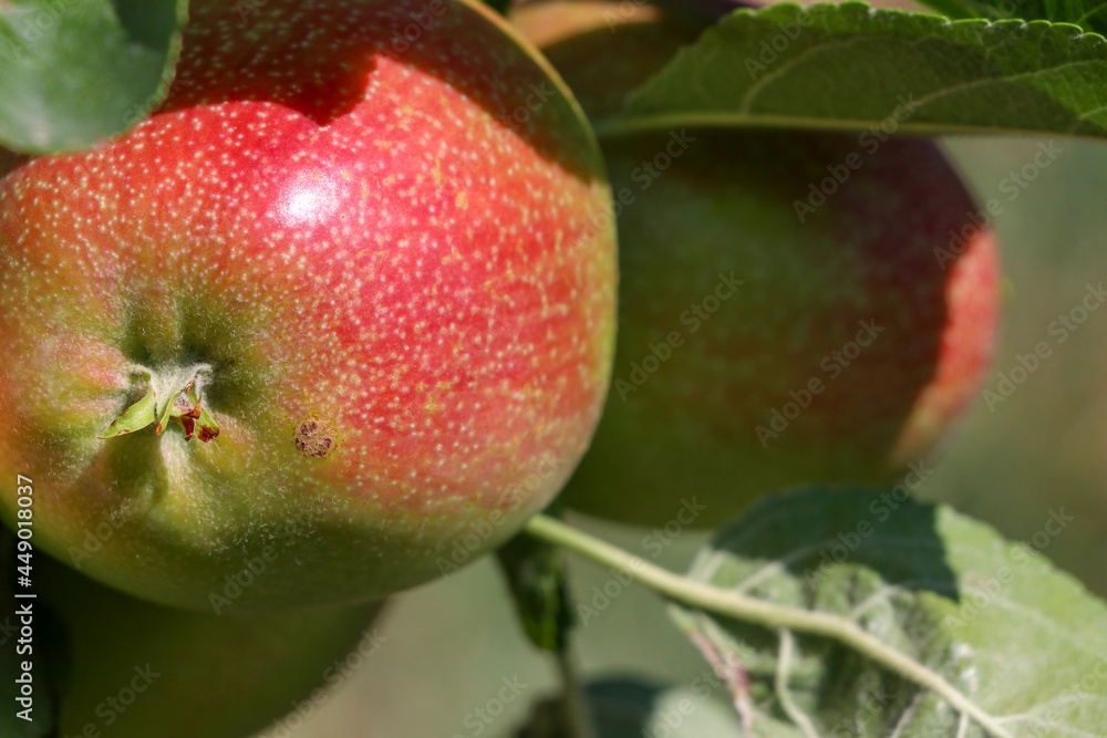 Fresh organic apples on apple tree branch, Elmali - Antalya - Turkey Fresh organic apples on apple tree branch, Elmali - Antalya - Turkey