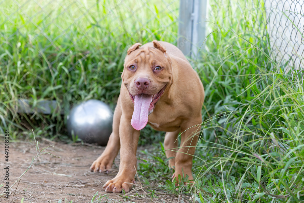 Three-month-old pitbull puppy A big, perfect young brown pitbull. Stroll in a large cage with a wide lawn. in a dog farm in Thailand Three-month-old pitbull puppy A big, perfect young brown pitbull. Stroll in a large cage with a wide lawn. in a dog farm in Thailand