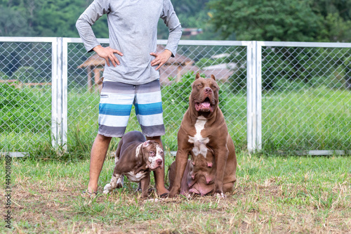 Fototapet female pit bull dog perfect breeder and a three-month-old pitbull puppy