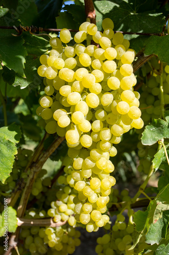 Grapes vineyard, Sultani grapes, Izmir - Turkey