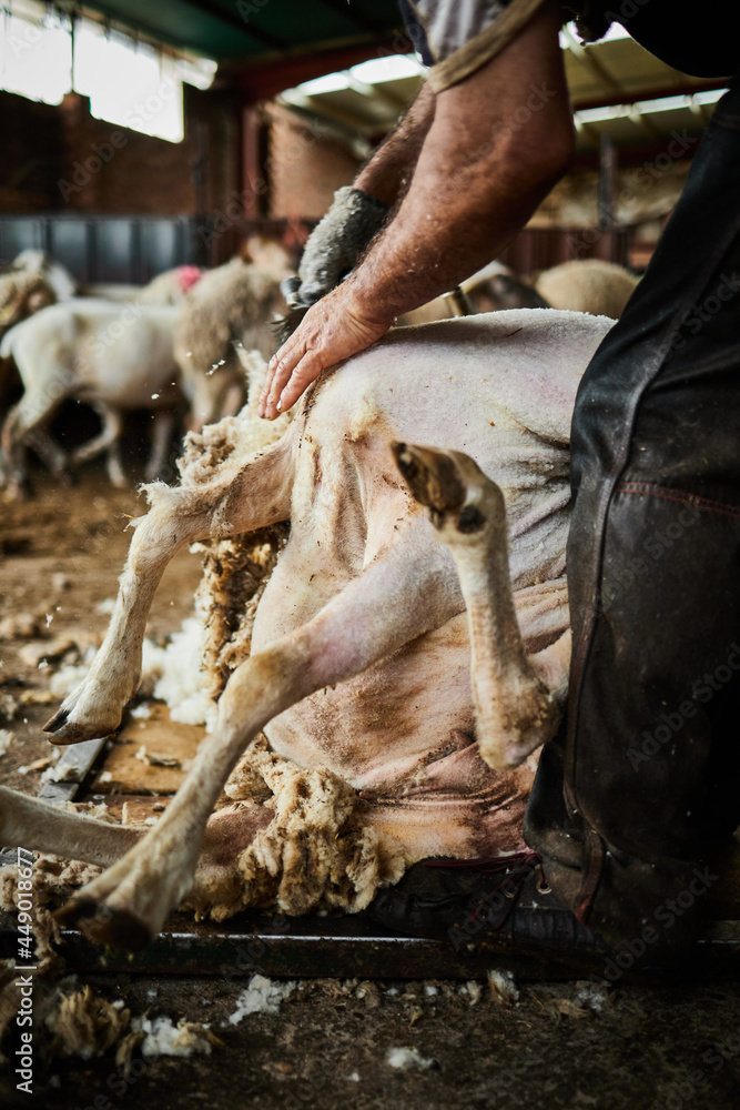 Man shearing sheep on farm Man shearing sheep on farm