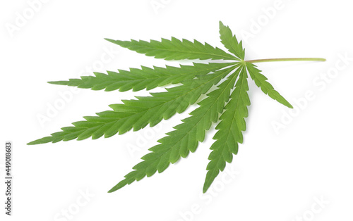 Fresh green hemp leaf on white background