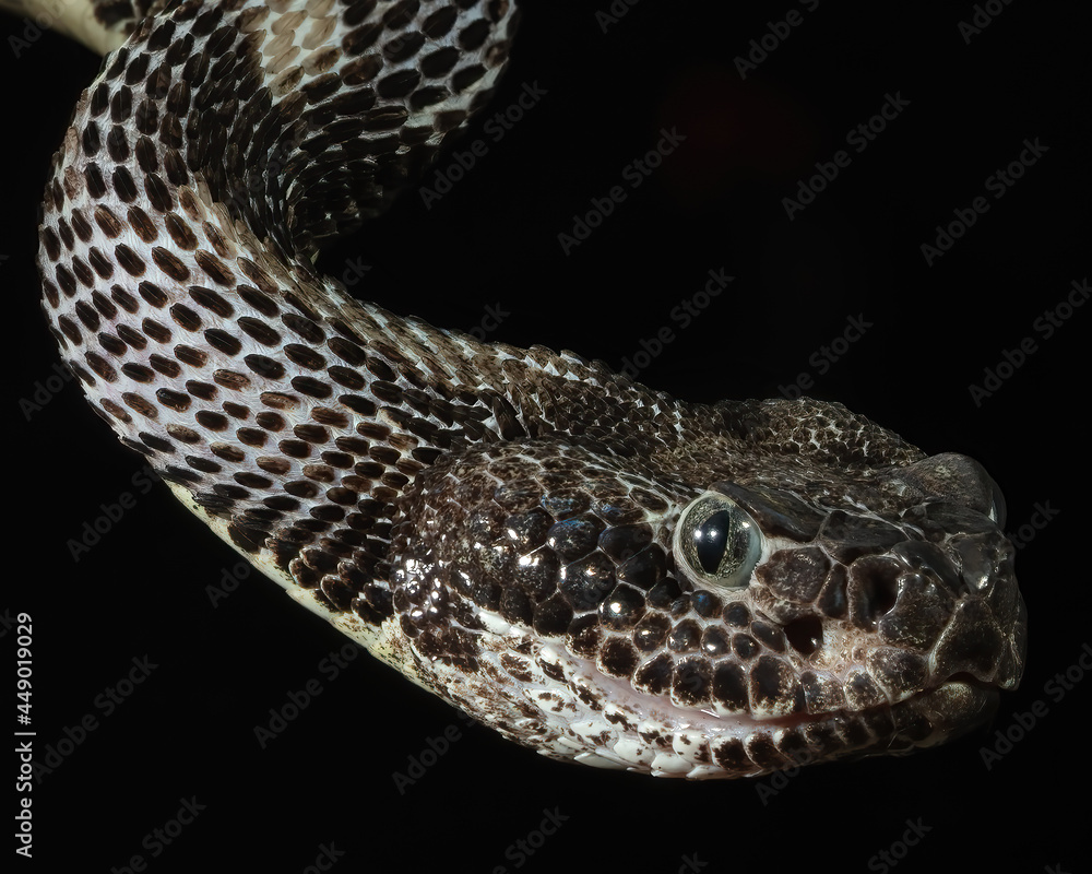 Timber Rattlesnake Portrait Timber Rattlesnake Portrait