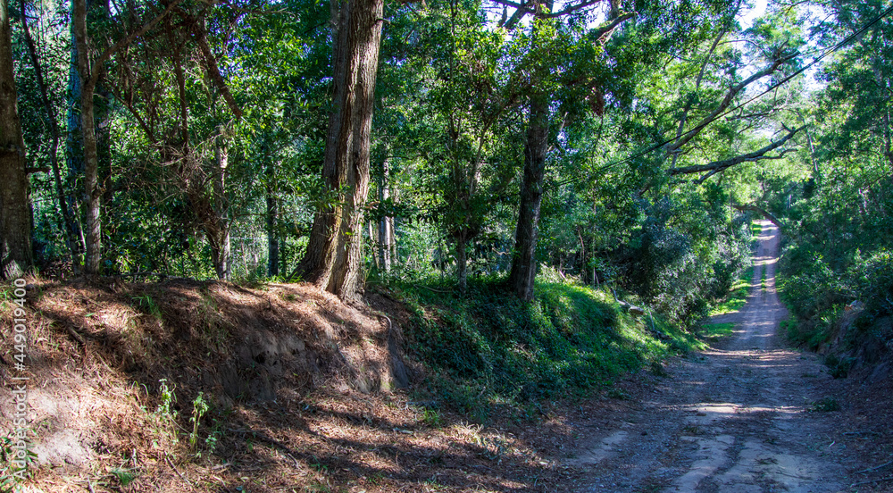 Obraz premium A dirt road meanders through a dense forest