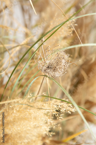 close up of a grass