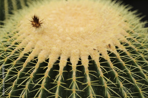 cactus close up