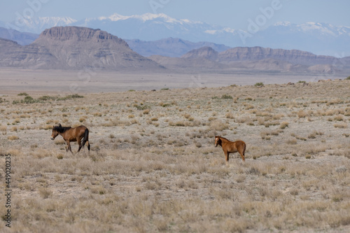 Wild Horse Mare and Foal in the Utah Desert