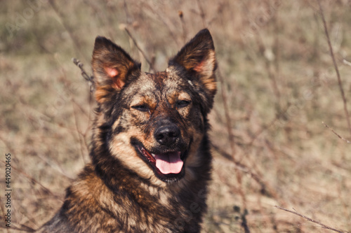 Cute playful brown dog with tongue sticking out or pet basking in the sun in the park