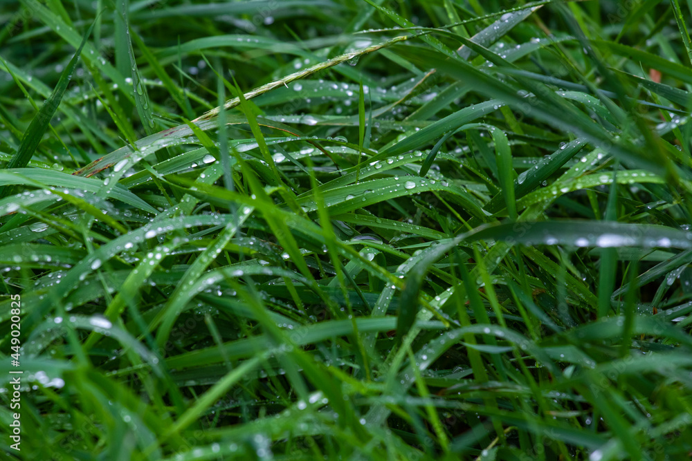 dew dew