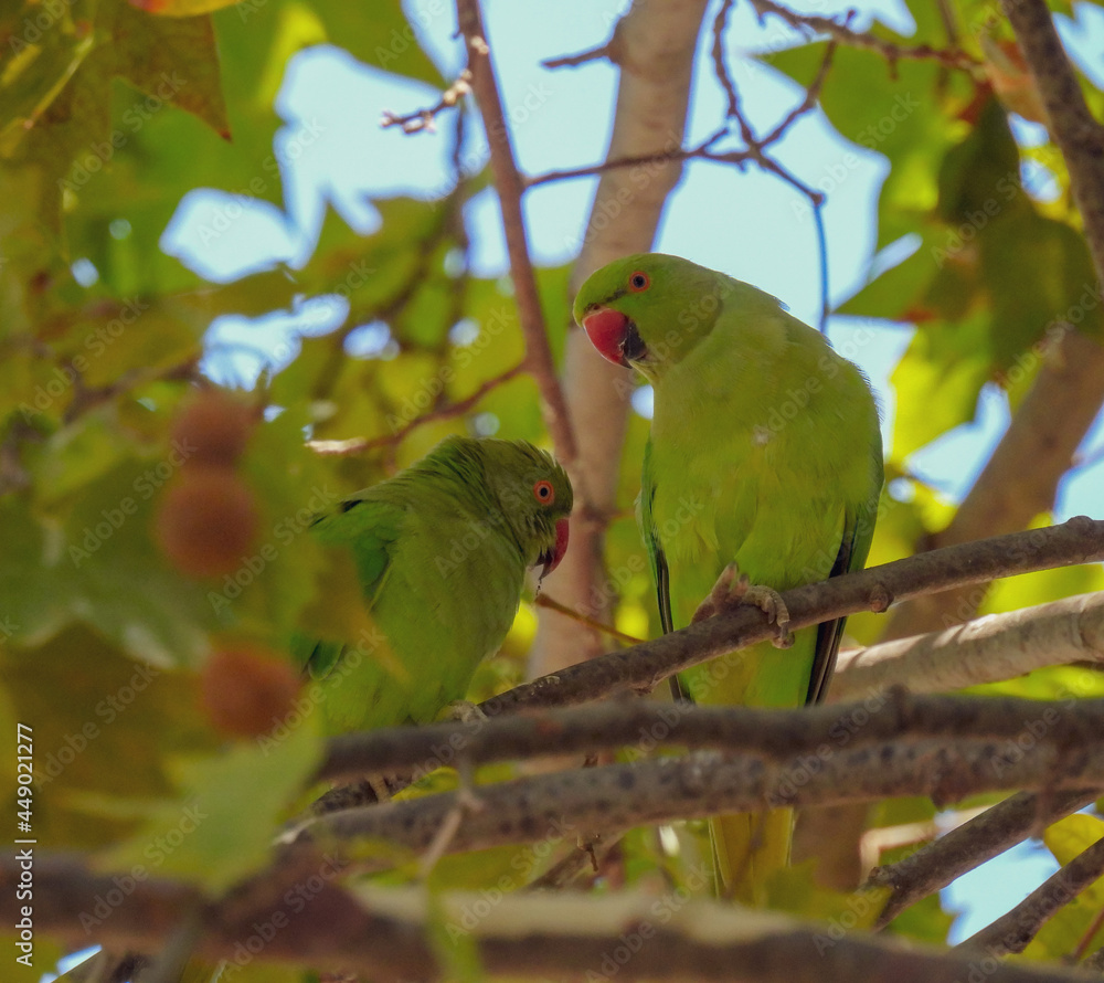 Obraz premium The rose-ringed parakeet (Psittacula krameri)