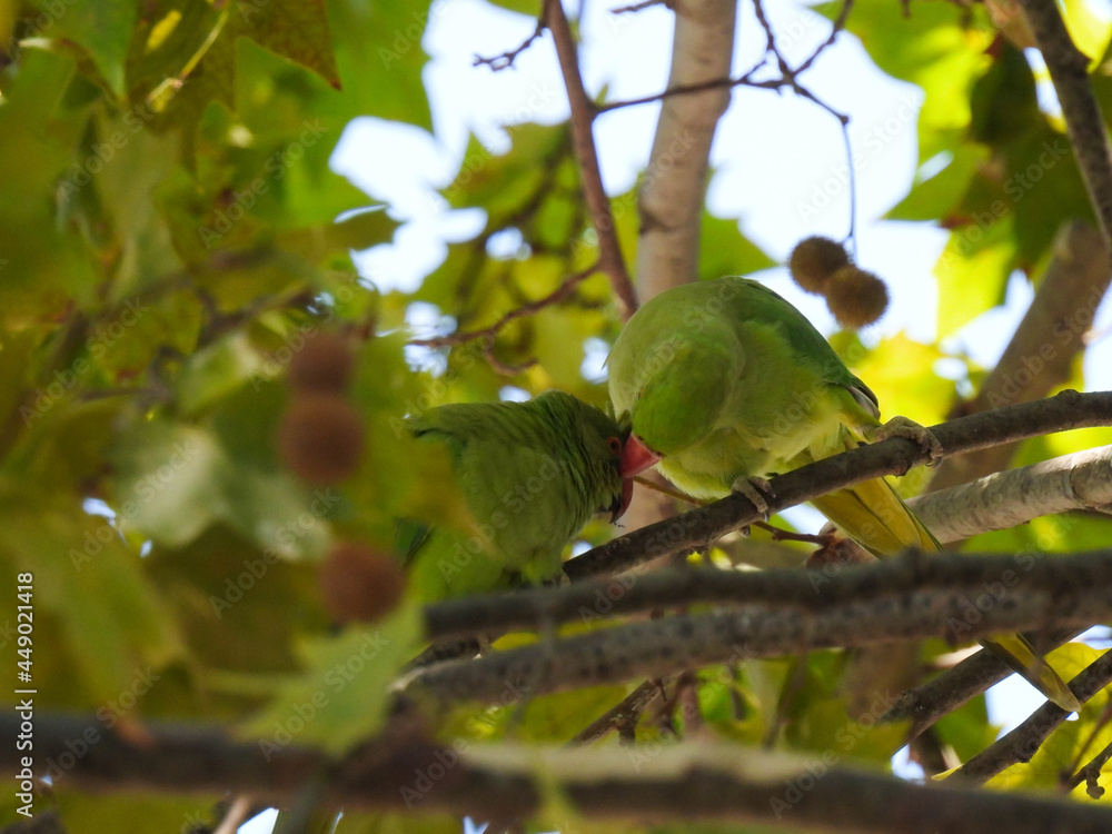 The rose-ringed parakeet (Psittacula krameri)