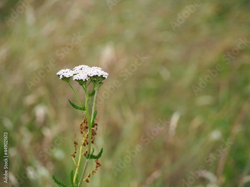 white flowers on grass