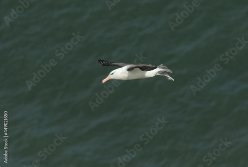 A rare Black-browed Albatross, Thalassarche melanophris, flying along the coastline at Bempton Cliffs. 