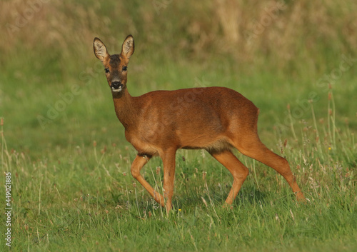 A female Roe Deer, Capreolus capreolus, walking across a meadow early morning. 