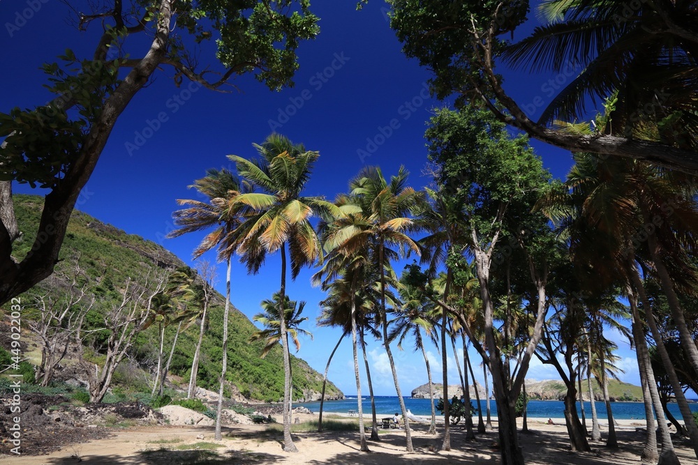 Guadeloupe - perfect beach under palm trees