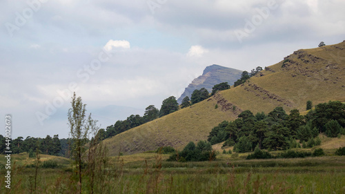Wallpaper Mural Pine forest on the background of blue sky and hills. Torontodigital.ca