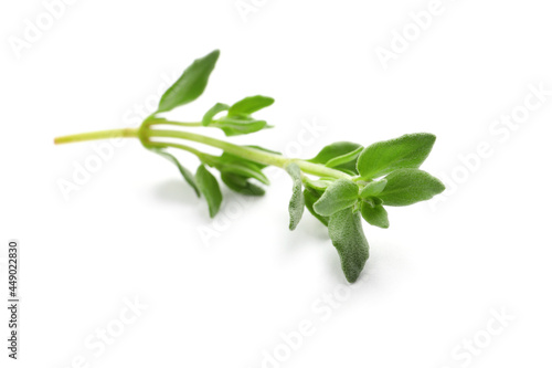 Fototapeta Naklejka Na Ścianę i Meble -  Aromatic thyme sprig on white background. Fresh herb