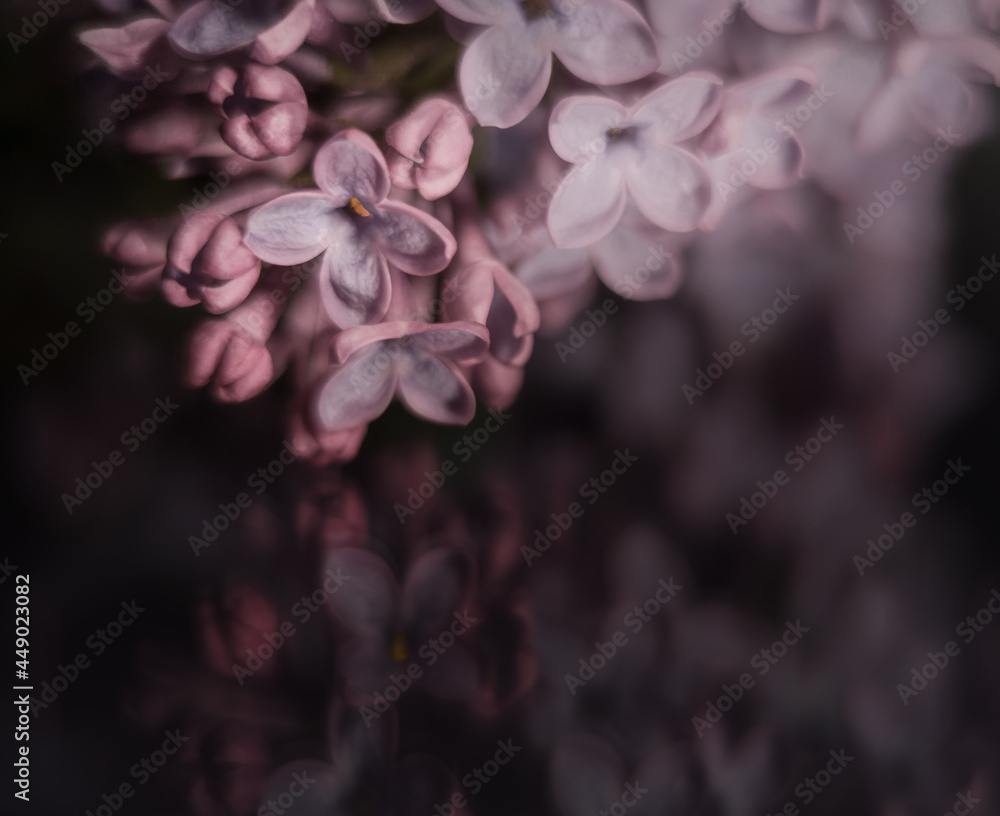 Macro flower lilac - obrazy, fototapety, plakaty 