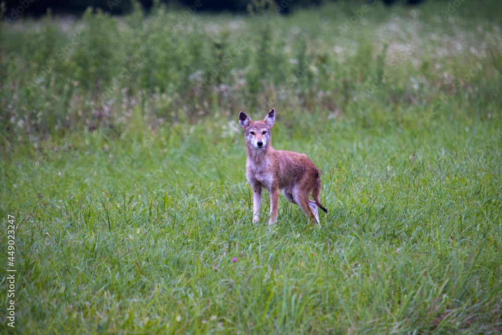 Fototapeta premium Coyote In Grass In Smoky Mountains