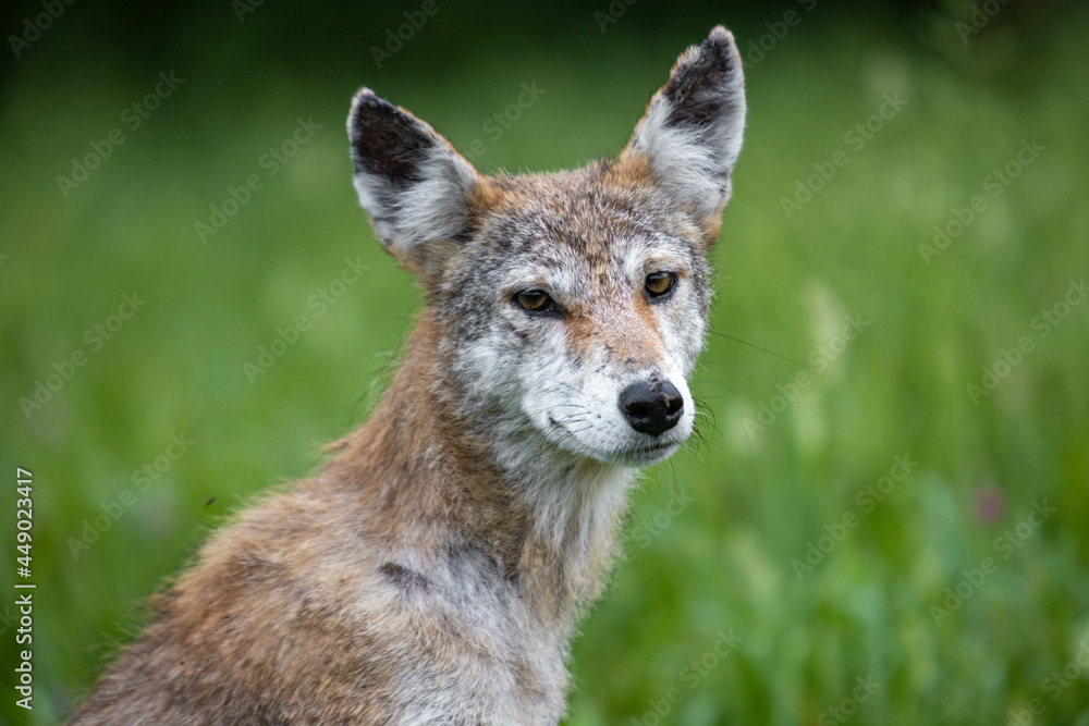 Coyote Portrait Close Up
