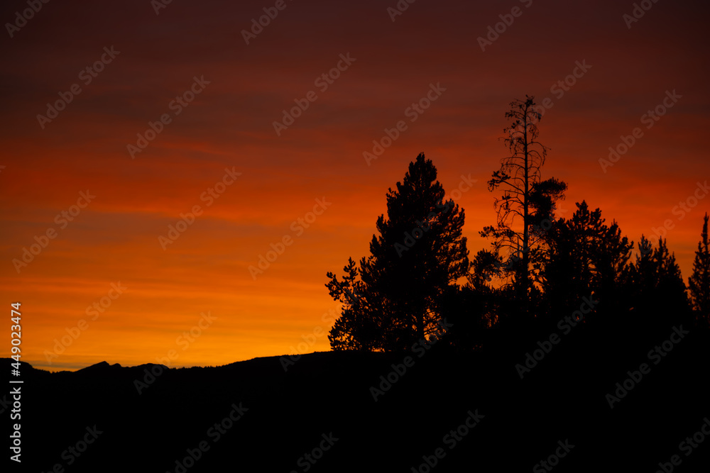 Deep Orange Glow over Trees