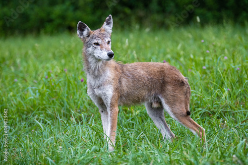 Coyote Poses In Green Field