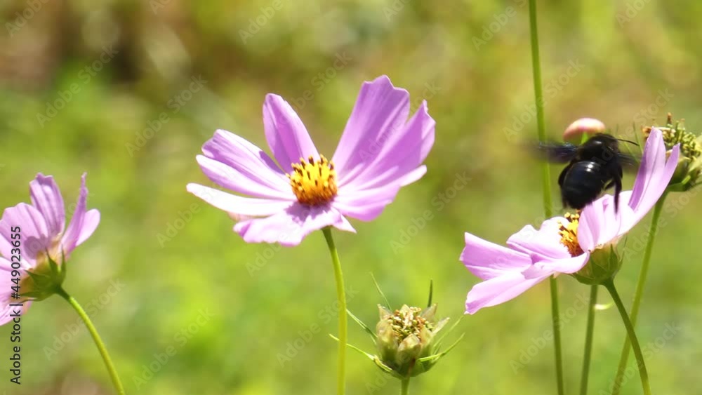 Black bee xylocopa valga (carpenter bee) collects nectar on garden cosmos pink flower Black bee xylocopa valga (carpenter bee) collects nectar on garden cosmos pink flower