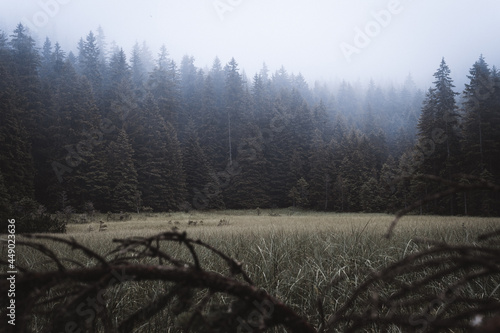 forest in fog photo