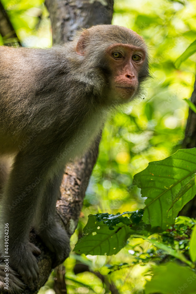 A monkey in wild forest. Animal portrait. A monkey in wild forest. Animal portrait.