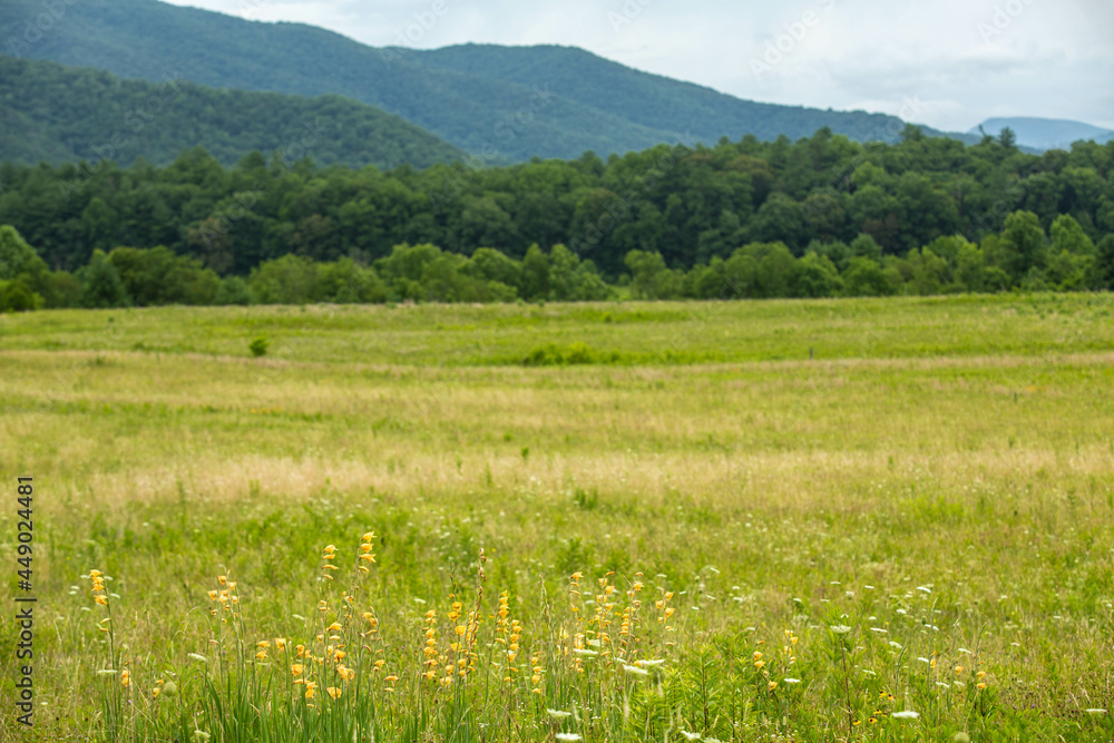 A Field Of Wildflowers In Smoky Mountains