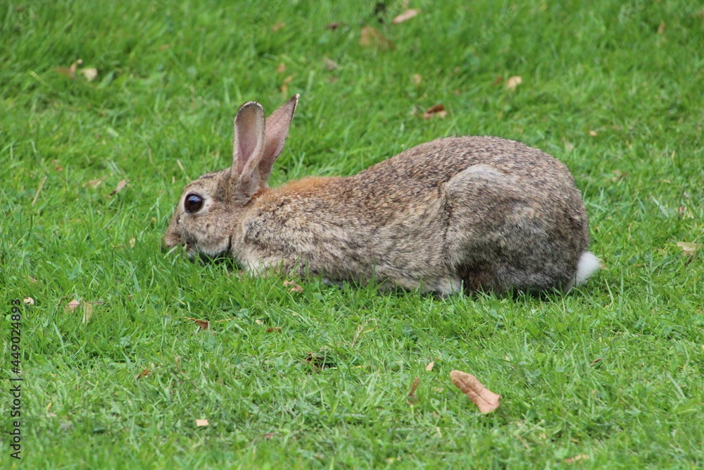 Fototapeta premium wild grey rabbits in the park