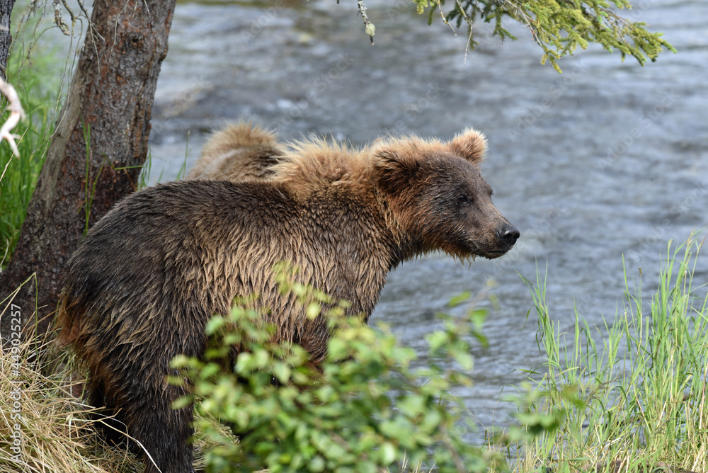 Grizzly Cub at Brooks Falls Alaska Grizzly Cub at Brooks Falls Alaska