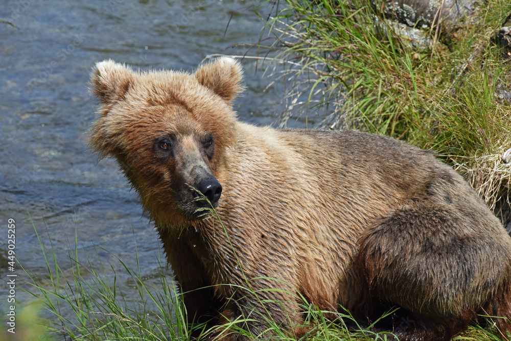 Closeup of Grizzly Cub at Brooks Falls Alaska Closeup of Grizzly Cub at Brooks Falls Alaska