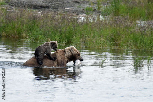 Mother Grizzly with Cub Riding to meal at Brooks Falls, Alaska
