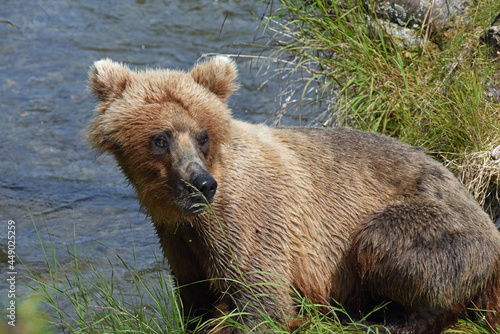 Closeup of Grizzly Cub at Brooks Falls Alaska