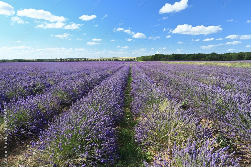 Culture of lavender in central France