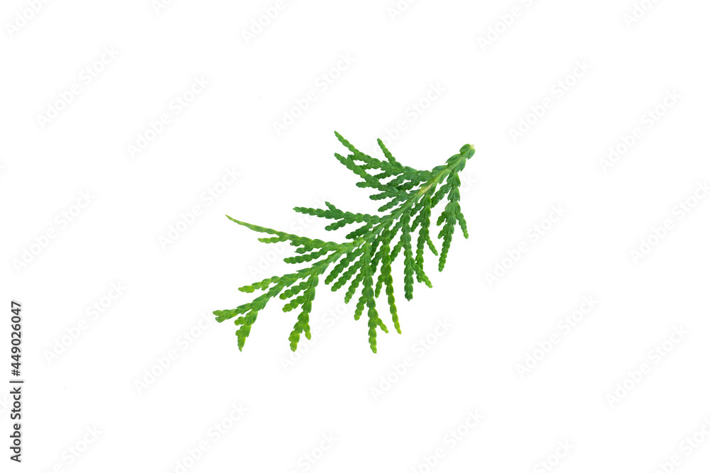 Tui branch isolated on a white background. Top view