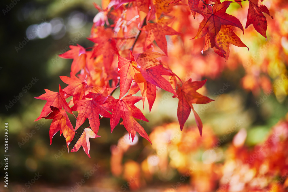 Bright colorful red and yellow autumn leaves on a sunny fall day Bright colorful red and yellow autumn leaves on a sunny fall day