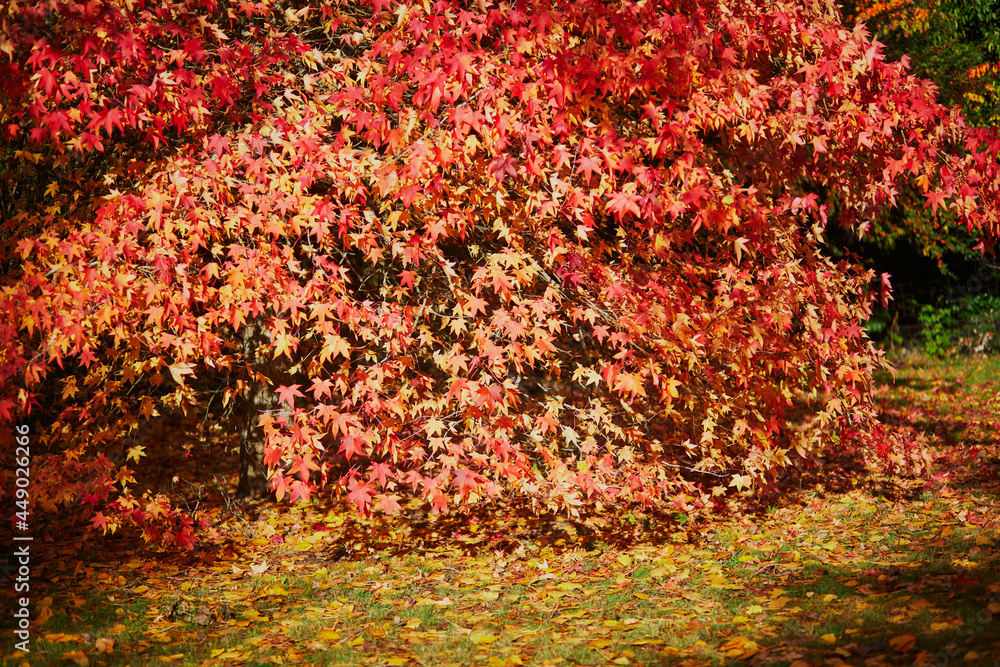 Bright colorful red and yellow autumn leaves on a sunny fall day Bright colorful red and yellow autumn leaves on a sunny fall day