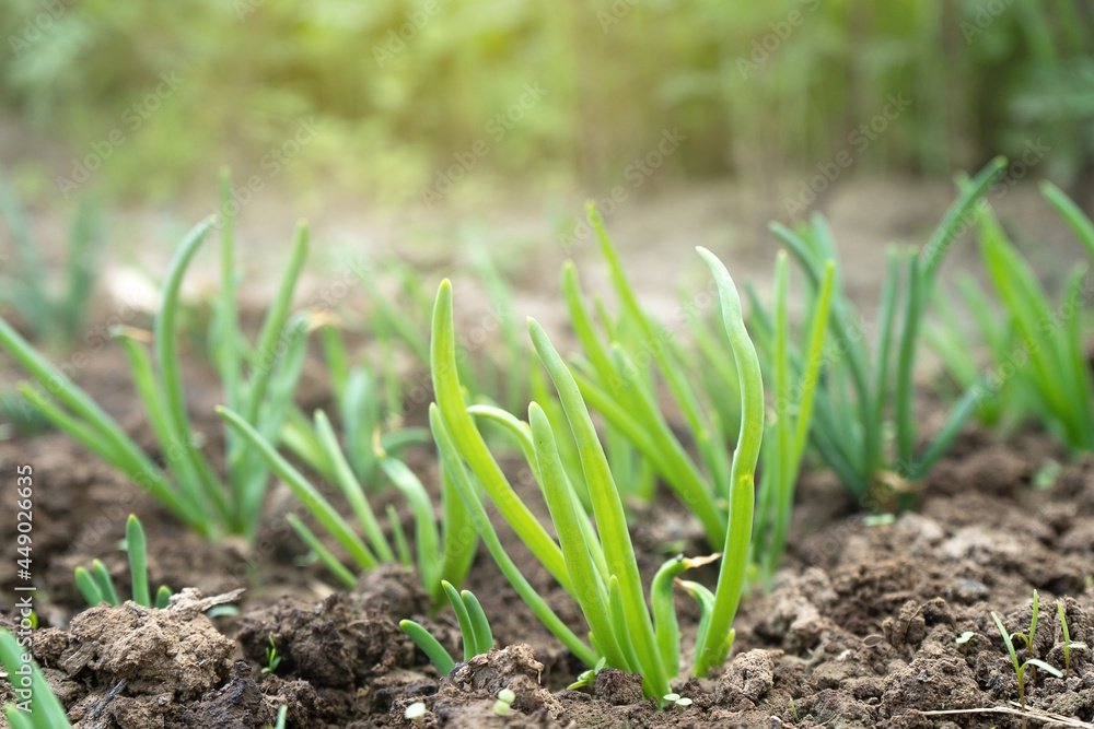 Green onions growing in a greenhouse - fresh healthy organic food, agriculture business concept. Green onions growing in a greenhouse - fresh healthy organic food, agriculture business concept.